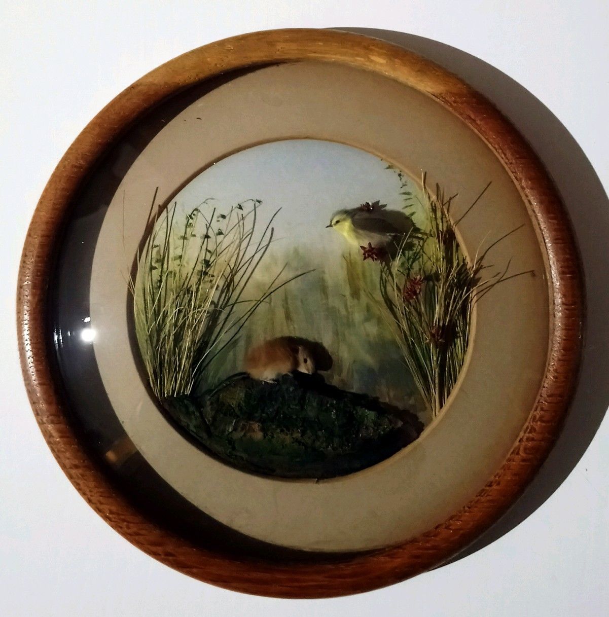 Wood Warbler and Bank Vole (7-inch)